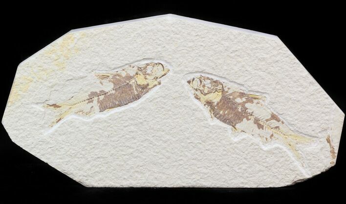 Multiple Knightia Fossil Fish Plate - x #42456